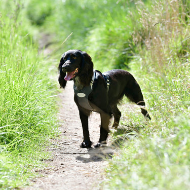 Buy Weatherbeeta Explorer Dog Harness | Online for Canine