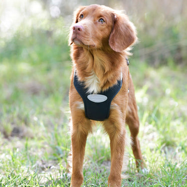 Buy Weatherbeeta Explorer Dog Harness | Online for Canine