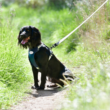 Buy Weatherbeeta Explorer Dog Harness | Online for Canine