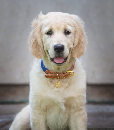Buy Digby & Fox Reflective Dog Collar| Online for Canine
