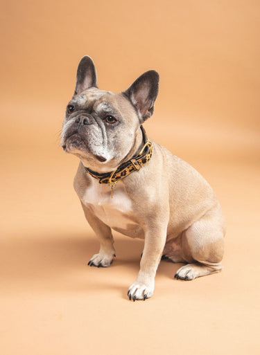 Buy Digby & Fox Cow Hair Dog Collar| Online for Canine