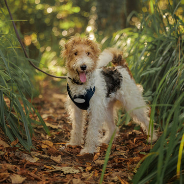 Buy Weatherbeeta Explorer Dog Harness | Online for Canine
