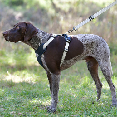 Buy Weatherbeeta Explorer Dog Harness | Online for Canine