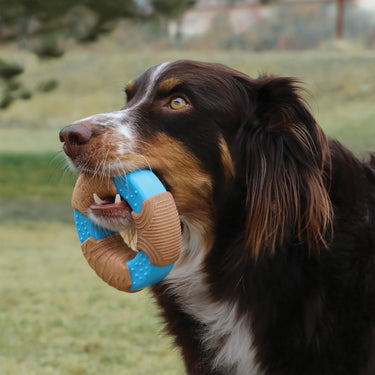 Buy Kong Corestrength Bamboo Ring | Online for Canine