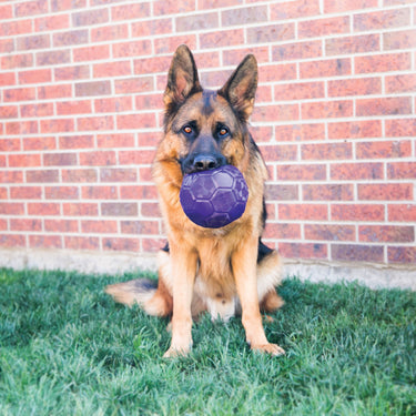 Buy Kong Flexball | Online for Canine