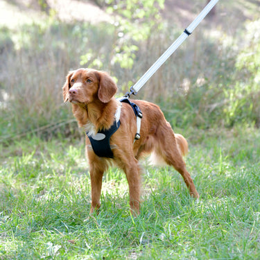 Buy Weatherbeeta Explorer Dog Harness | Online for Canine