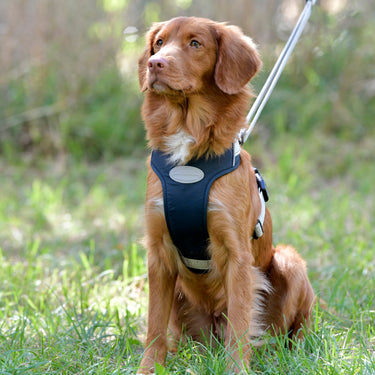 Buy Weatherbeeta Explorer Dog Harness | Online for Canine