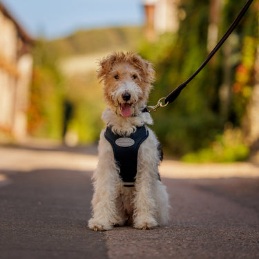 Buy Weatherbeeta Explorer Dog Harness | Online for Canine
