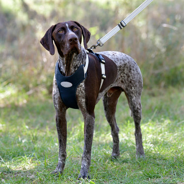 Buy Weatherbeeta Explorer Dog Harness | Online for Canine