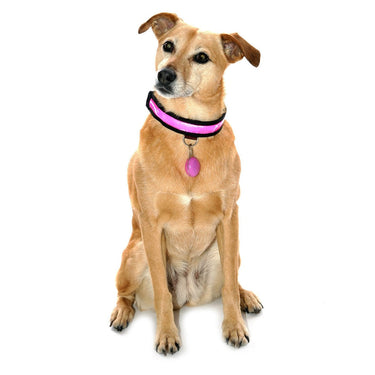 Buy Equisafety Reflective LED Flashing Dog Collar| Online for Canine