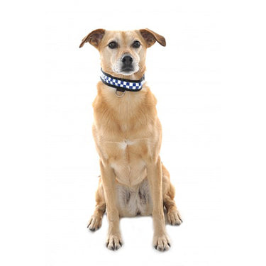 Buy Equisafety Reflective LED Flashing Dog Collar| Online for Canine