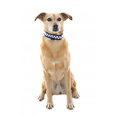 Buy Equisafety Reflective LED Flashing Dog Collar| Online for Canine