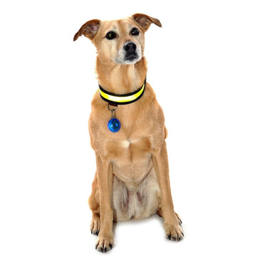 Buy Equisafety Reflective LED Flashing Dog Collar| Online for Canine